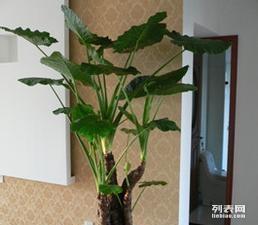 富阳花木盆景租赁与销售 打造绿色美学生活新选择