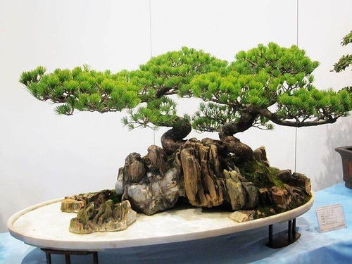 盆景修剪与教子之道