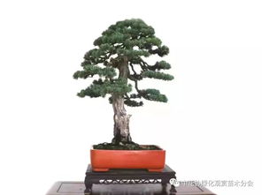 第十七届中国金华花卉苗木交易会参展参赛盆景作品抢先看 花木盆景的自然诗篇