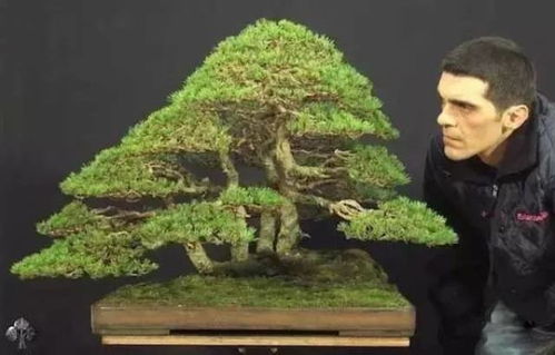 全球出镜率最高的20件花木盆景 值一套房的天价艺术品，你见过吗？