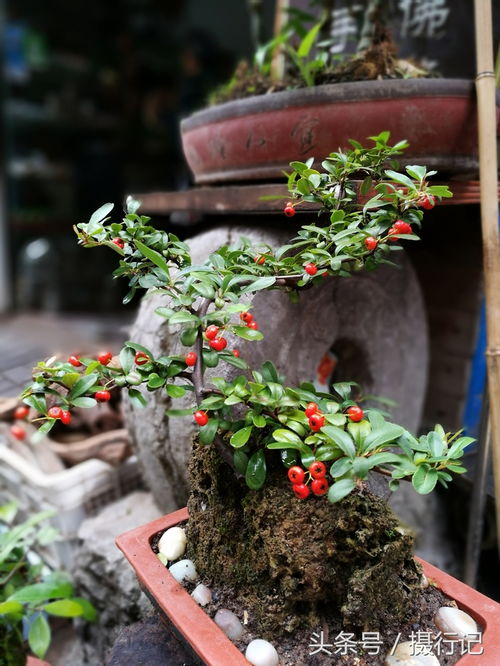 秋雨后的花木市场 如何挑选心仪的盆景
