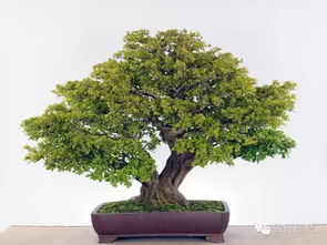 盆景知识 栽培与养护的九个核心要素