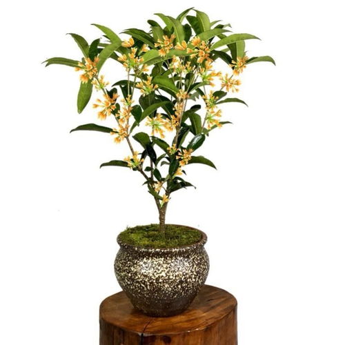 四季开花桂花树 庭院与客厅的浓香绿植之选