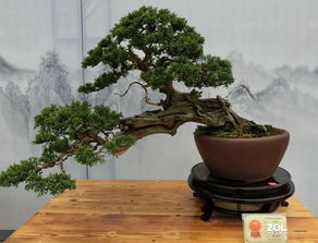 花木盆景 方寸之间的自然与大千
