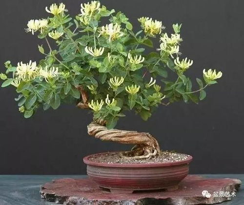花木不生根怎么办