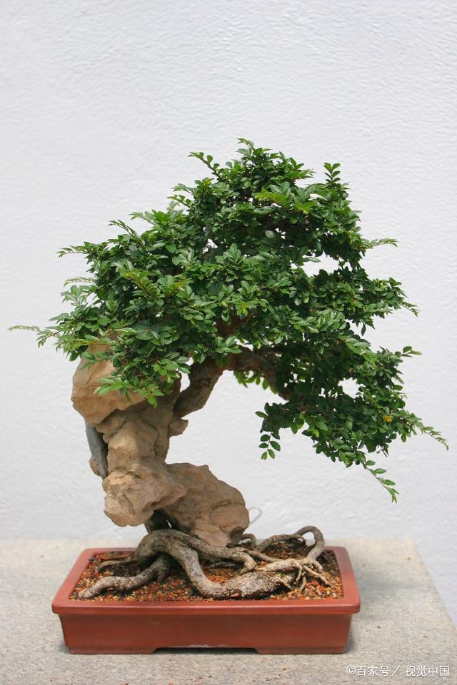 如何提高花木盆景的观赏效果,画龙点睛只需一招!