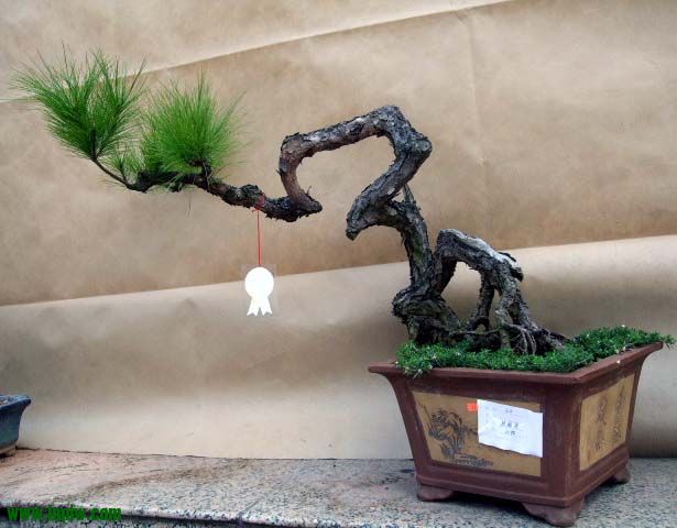 沭阳花木节经典花木盆景奇石根雕欣赏