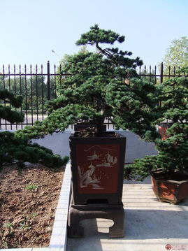 花木盆景，方寸之间的自然诗篇