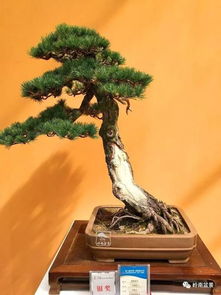 来自花木之乡 江苏沭阳盆景艺术品鉴