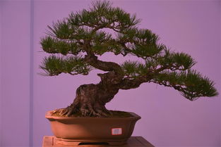 嘉年华盆景展随拍 新沂花木盆景的艺术盛宴