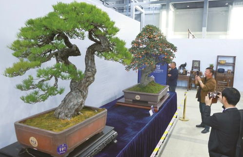 第三届中国鼎盆景国家大展在如皋启幕 逾三百件顶级盆景惊艳亮相