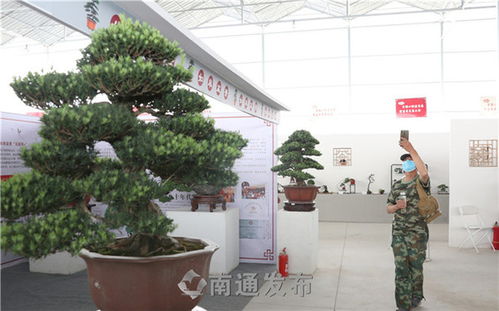 聚焦全国小微盆景展 拍盆景成风景，花木盆景焕发新魅力